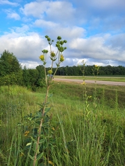 Silphium integrifolium