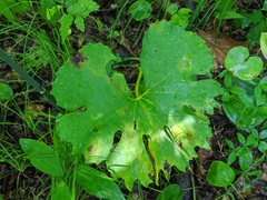 Sanguinaria canadensis