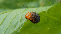 Monocesta coryli
