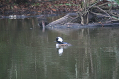 Lophodytes cucullatus