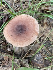 Lactarius quietus
