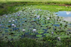 Nymphaea gigantea