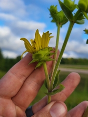 Silphium integrifolium