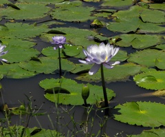 Nymphaea gigantea