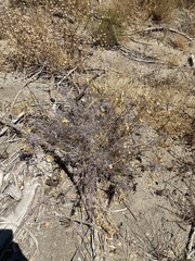 Astragalus trichopodus antisellii