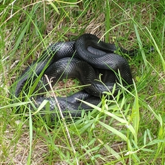 Pantherophis alleghaniensis