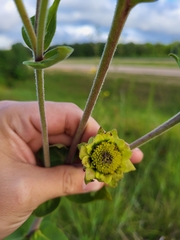 Silphium integrifolium