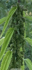 Urtica gracilis