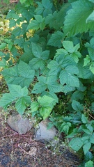 Rubus spectabilis