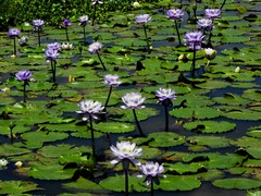 Nymphaea gigantea