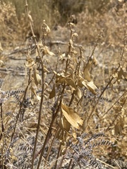 Astragalus trichopodus antisellii