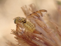 Chaetorellia succinea