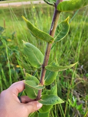 Silphium integrifolium