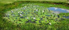 Nymphaea gigantea