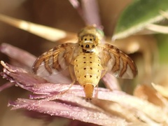 Chaetorellia succinea