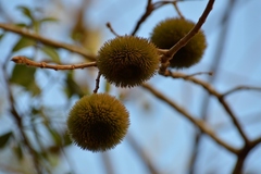Apeiba tibourbou