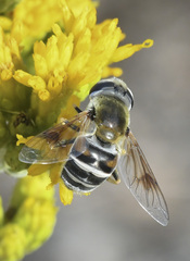 Eristalis stipator