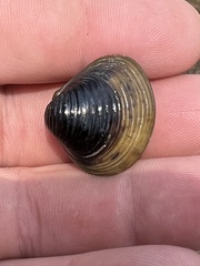 Corbicula fluminea