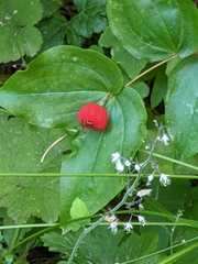 Prosartes trachycarpa