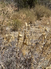 Astragalus trichopodus antisellii