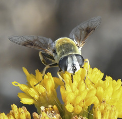 Eristalis stipator