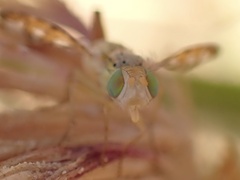 Chaetorellia succinea