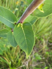 Silphium integrifolium