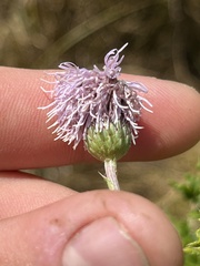 Cirsium arvense