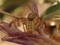 Chaetorellia succinea