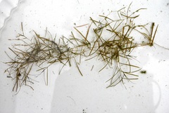Potamogeton pusillus
