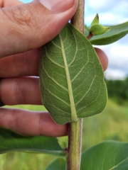 Silphium integrifolium