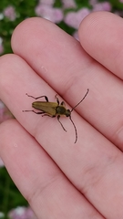 Lepturobosca chrysocoma