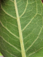 Silphium integrifolium