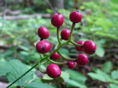 Actaea × ludovicii