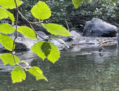 Histrionicus histrionicus