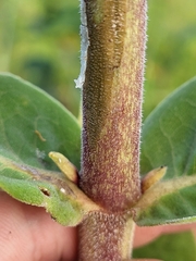 Silphium integrifolium