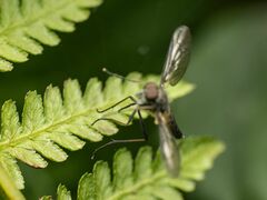 Rhagio