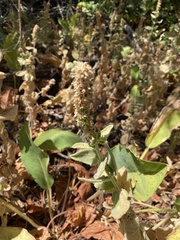 Stachys albens