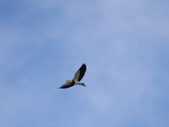 Vanellus chilensis