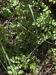 Adiantum