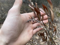 Chamaedaphne calyculata