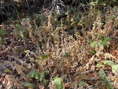 Stachys albens