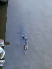 Alligator mississippiensis