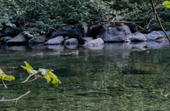 Histrionicus histrionicus