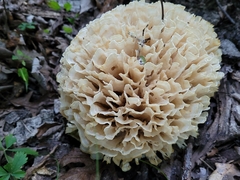 Sparassis spathulata