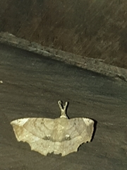 Syllectra congemmalis