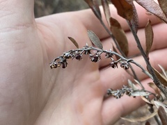 Chamaedaphne calyculata