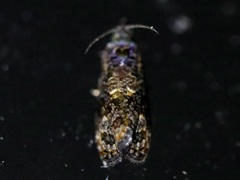 Endothenia hebesana