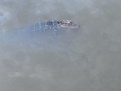 Alligator mississippiensis