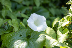 Calystegia